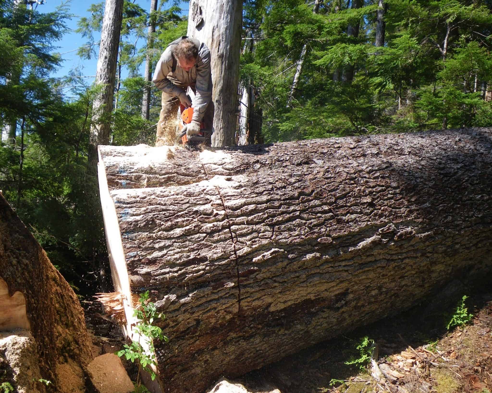 Bucking First Round off Yatuk Tree Alaska Specialty Woods